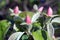 Flower Quince Cydonia oblonga