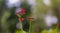 Flower with Rain Drops on a blurred background