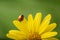 Flower with rain drops and ladybird