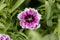 Flower of a rainbow pink, Dianthus chinensis