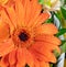 Flower. Raindrop. Macro. Drop. Daisy. Gerbera