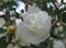 Flower in raindrops of a white park rose Burnet Double White