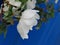 Flower in raindrops of a white park rose Burnet Double White on blue background