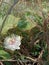 Flower of Rambusa, mini passion fruit or ermot (Passiflora foetida)