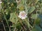 Flower of Rambusa, mini passion fruit or ermot (Passiflora foetida)