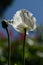 Flower and raw capsule of poppy