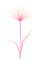 Flower x-ray or blend effect. Floral design. Elegant bloom