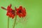 Flower red Amaryllis Hippeastrum    on  background of Gypsophila flowers