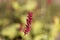 Flower of a red bistort, Bistorta amplexicaulis