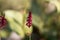 Flower of a red bistort, Bistorta amplexicaulis