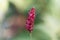 Flower of a red bistort, Bistorta amplexicaulis