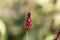 Flower of a red bistort, Bistorta amplexicaulis