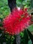 Flower the red bottlebrush, Melaleuca citrina lemon bottlebrush