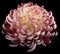flower Red chrysanthemum. Side view. Motley garden flower. black isolated background with clipping path no shadows. Closeup.