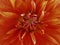 Flower red. Closeup. blooms beautiful dahlia. for design.