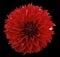 Flower red dahlia. Black isolated background with clipping path. Closeup. no shadows. For design.
