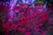 Flower red fire spike Odontonema strictum on dreamlike soft blurred background