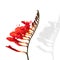 Flower red freesia bloom