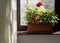 Flower of the red geranium on the window sill in the apartment. Light linen curtains, wooden window sill an