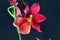 Flower of a red hybrid orchid Oncidopsis hybrid