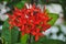 Flower Red Ixora, Red flower spike, Rubiaceae flower, Ixora coccinea