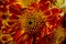 A flower of red-orange chrysanthemums with clearly visible petals, pistils and stamens. Close-up shot in autumn