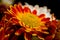 A flower of red-orange chrysanthemums with clearly visible petals, pistils and stamens. Close-up shot in autumn