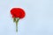 Flower red poppy  corn poppy, corn rose, field poppy  on a blue paper background with space for text. Top view, flat lay
