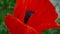 Flower of red poppy in a field of poppies. Flower of red poppy in the field among the grass. A bee collecting pollen on a red popp