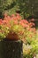 Flower of red potted geranium in the garden