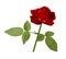 A flower of a red rose on a green stem with leaves. Flower blooms on isolated white background with clipping path. For design.