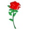 Flower red rose vector illustration graphics