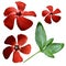 Flower red on a white isolated background with clipping path. Closeup. No shadows. View from above. Side view. Green leaves.