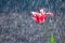 Flower of red and white tulip parrot form on background of rain