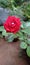 A flower redrose