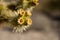 Flower Remains of Teddy Bear Cholla Cactus