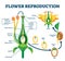 Flower reproduction vector illustration. Labeled process of new plants scheme