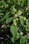 Flower of Reynoutria japonica in closeup view in Bavarian Forest