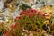 Flower Rhodiola rosea roseroot mountains