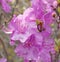 Flower of Rhododendron dauricum