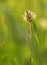 Flower Ribwort plantain herbaceous perennial of medical plant in grass on meadow near forest with green leaves and stem at sunset.