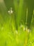 Flower Ribwort plantain herbaceous perennial of medical plant in grass on meadow near forest with green leaves and stem at sunset.