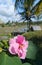 Flower on rice field