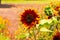 Flower Ring of fire Sunflower from the Royal Botanical Garden, Sydney New South Wales Australia.