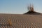 Flower with ripples in dunes at Monahans Sandhills