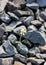 Flower on rock blur background.