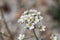 Flower of the rockfoil Saxifraga hostii