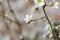 Flower of the rockfoil Saxifraga hostii