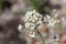 Flower of the rockfoil Saxifraga hostii