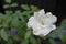 Flower Rosa Multiflora white